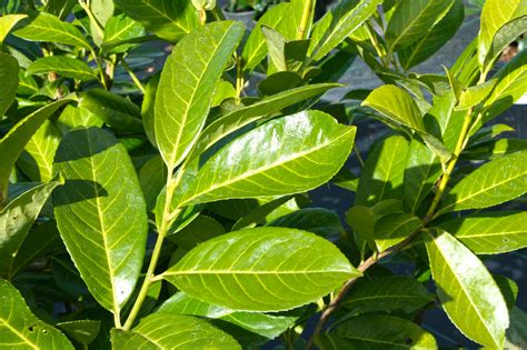 Prunus laurocerasus – English Laurel – Youngs Garden Center | Roseburg