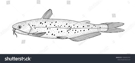 Channel Catfish Drawing