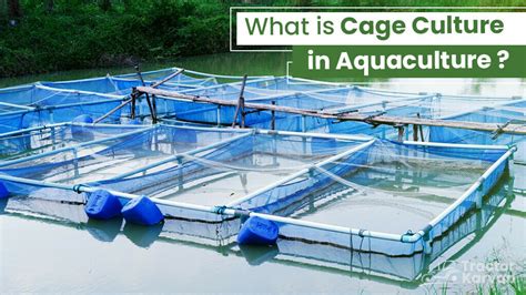 What Is Cage Culture In Aquaculture Its Importance