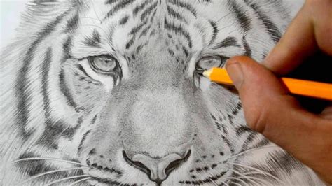 draw  tiger realistic pencil drawing youtube