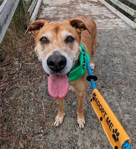 Dog For Adoption Baxter A Labrador Retriever In Newport Nc Petfinder