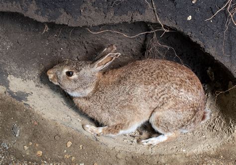 Do Rabbits Burrow Understanding Their Habits Guide For Pet Owners