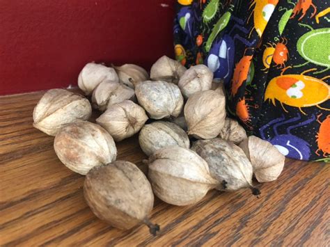 Hickory Nuts Shagbark Shellbark Hickory Nuts Mixed Fresh - Etsy