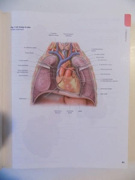 ATLAS DE ANATOMIE NOMENCLATURA LATINA De ANNE M GILROY BRIAN R