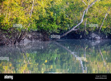 Sundarbans, Bangladesh: Sundarbans Mangrove forest, the largest ...