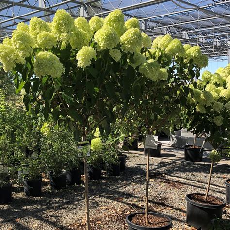 panicle hydrangea tree 5