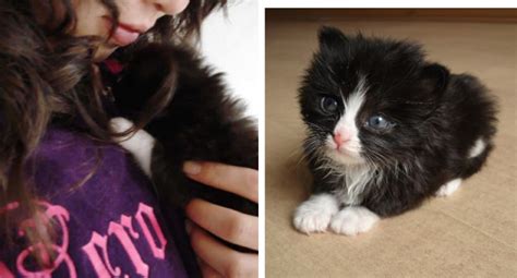 Tiny Tuxedo Kitten Refused To Stop Cuddling After Being Saved