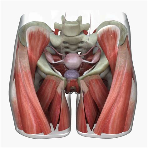 Female Reproductive System Anatomy 3d