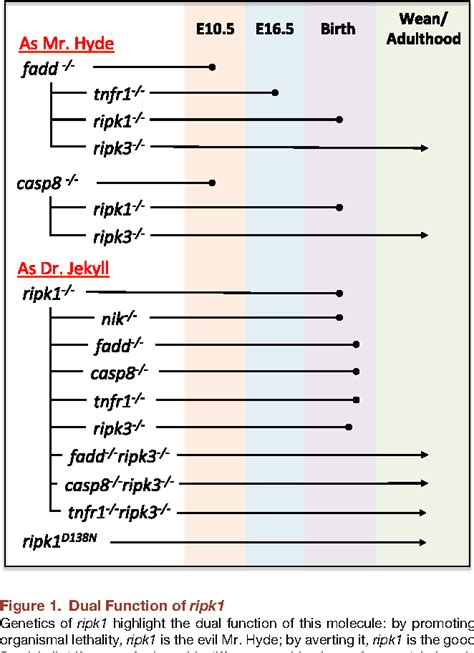 Figure From The Two Faces Of Receptor Interacting Protein Kinase