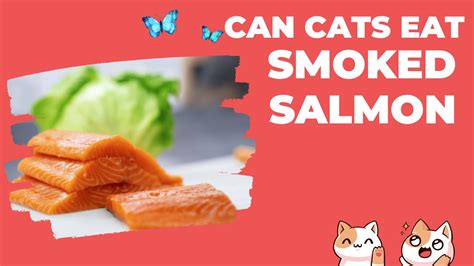 Can Cats Eat Smoked Salmon