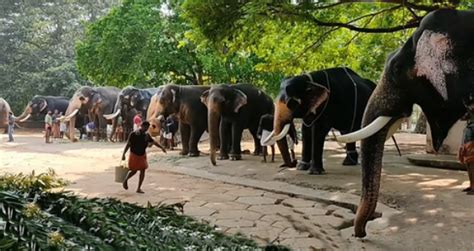 Forty-one Guruvayoor temple elephants on month-long rejuvenation from today