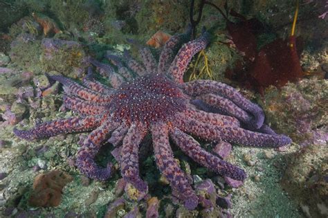 Sunflower Sea Star Proposed For Endangered Species Act Protection