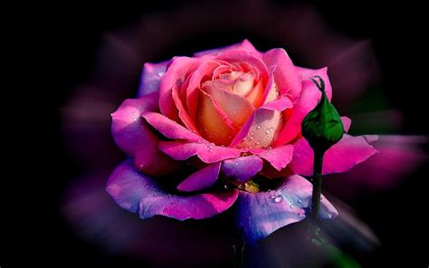 3d Rose Flower Wallpapers