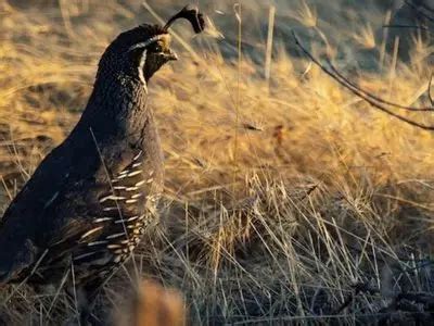 How Long Do Quails Live? - LIFESPAN of 6 Species