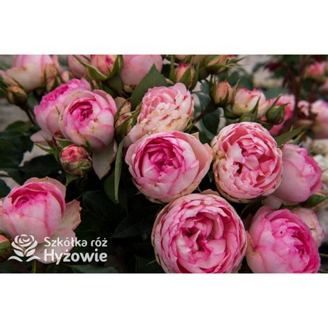 Lovely Rokoko® - Róże Rokoko® - - Szkółka Róż Hyżowie