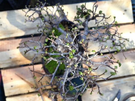 Ulmus Parvifolia Chinese Elm Showing Early Buds