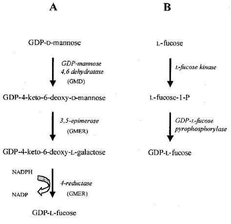 In Eukaryotic Cells GDP L Fucose Can Be Synthesized Via Two Different