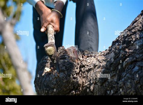 Baum Mit Axt Schneiden Fotos Und Bildmaterial In Hoher Aufl Sung Alamy