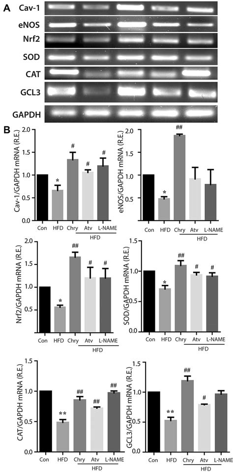 Nrf And Its Target Gene Expression By Semi Quantitative Rt Pcr A