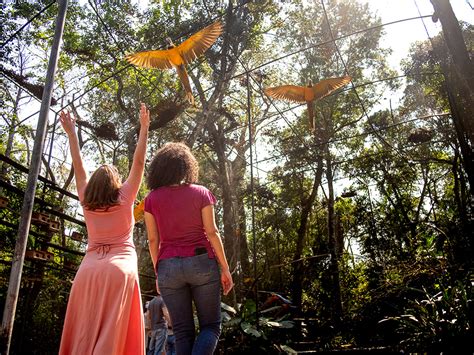 Parque Das Aves Foz Do Igua U Paran Brasil