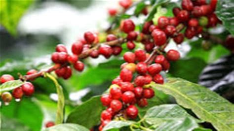 Caf Indicador Do Robusta Segue Na Marca Hist Rica Dos R Mil Sc