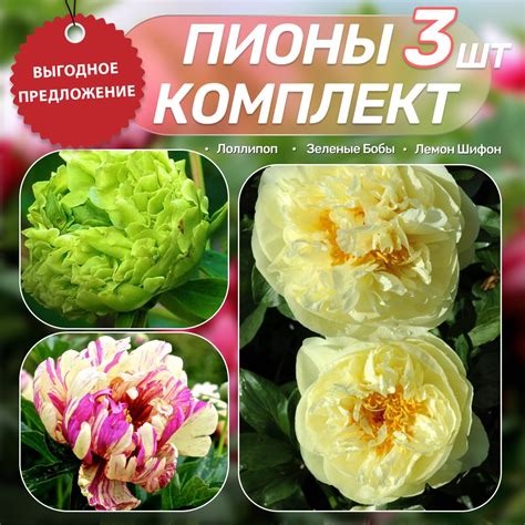 Пионы Саженцы€ купить на OZON по низкой цене