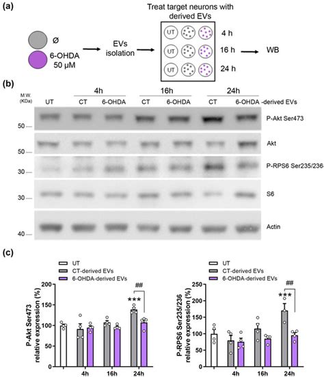 Anti Phospho Rps6 Ser235 236 Cell Signaling Technology Inc Bioz