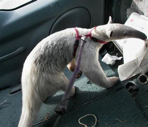 Pet Anteater (25 pics)