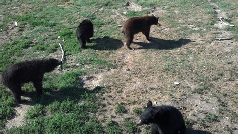 Pin by James Jorde on Yellowstone Park | Black bear, Bear, Yellowstone park