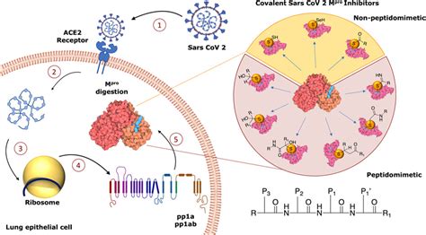 Targeting Sars Cov Main Protease For Treatment Of Covid Covalent