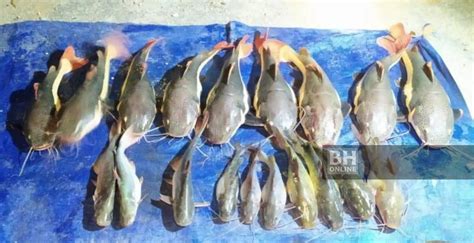 Jenis Ikan Baung Ikan Baung Aquarium Bagrus Nemurus Youtube Murray Mraz