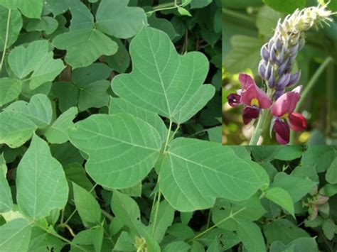 10 Interesting Kudzu Facts | My Interesting Facts