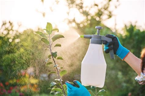 Insecticida Casero Para Alejar Las Plagas De Tus Plantas Gastrolab