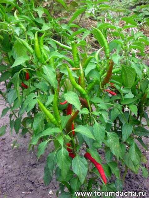 Горький перец и чили. Описание сортов и выращивание.