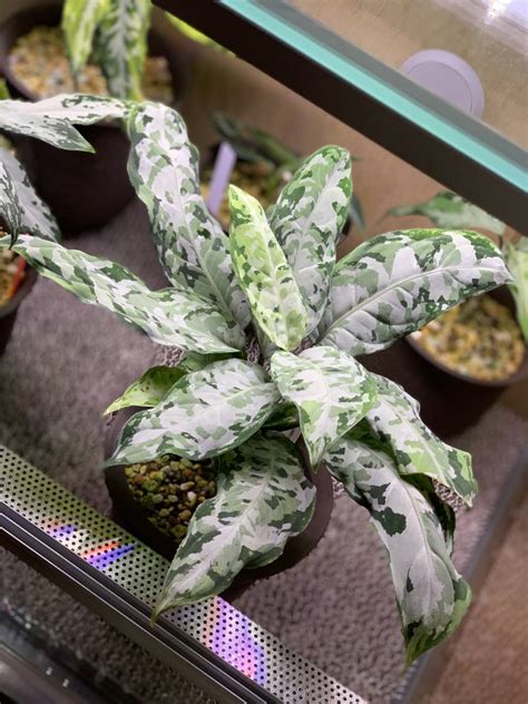 Yahoo オークション LA便ネームド株 Aglaonema Pictum 柳緑花紅