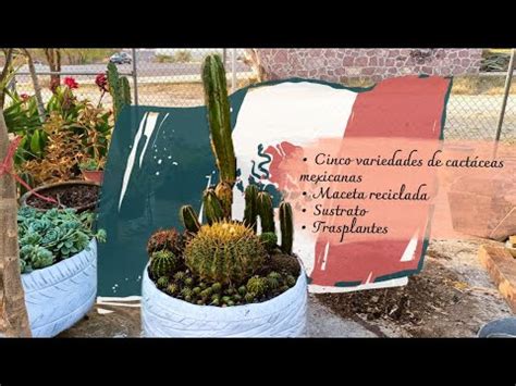 Arreglo De Cactus Y Cact Ceas Mexicanas Suculentas Cactusmexicano