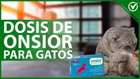 Gu A Completa De Onsior Para Gatos Dosis Usos Y Posibles Efectos