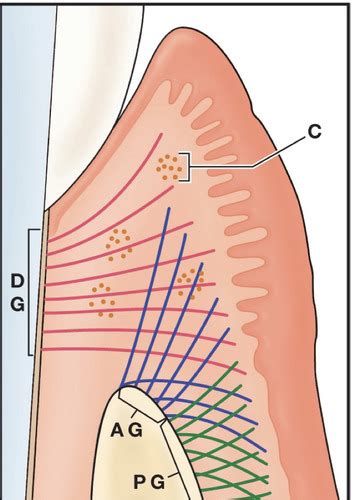 Perio Microscopicc Anatomy Pt Flashcards Quizlet