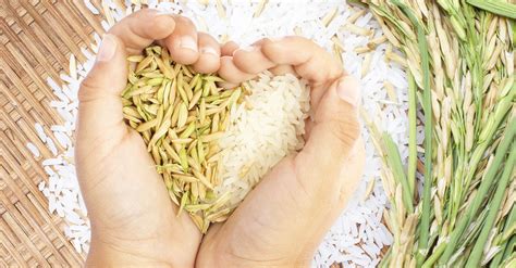 Полезные свойства риса