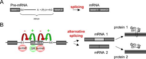 Genome Wide Analysis Of Alternative Pre Mrna Splicing Journal Of