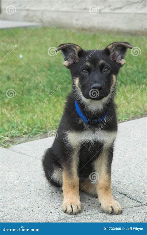 German Shepherd puppy stock photo. Image of look, pride - 1733460