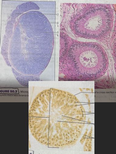 Male Reproductive Histology Part Diagram Quizlet