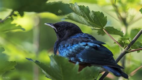 Blue Bird Foto & Bild | tiere, zoo, wildpark & falknerei, vögel Bilder ...