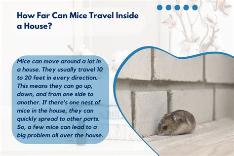 How To Get Rid Of Mice In Laundry Room Tried And True Methods