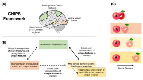 Schematic Of Proposed Cortico Hippocampal Pattern Separation Chips