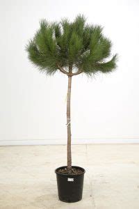 Pin Parasol Pinus Pinea No Production Archeblanchedadam Fr