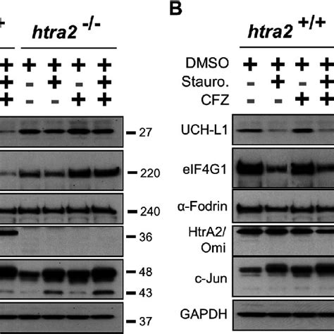 Staurosporine Induced HtrA2 Omi Dependent Cleavage Of EIF4G1 And UCH L1