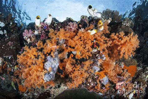 Colorful Soft Corals Grow On A Reef Photograph By Ethan Daniels Fine