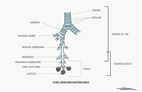 Voies aériennes inférieures Fiches IDE