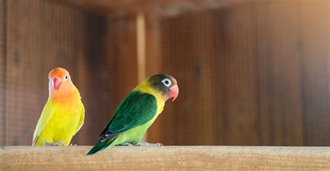 Todo Lo Que Debes Saber Sobre Los Loros Agapornis Cuidados